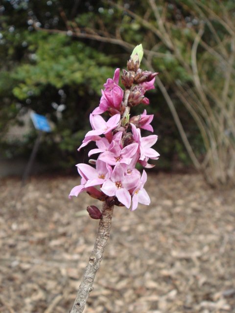 Daphne mezereum fleur P1C